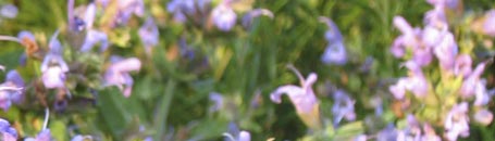 toskanische spezialitäten