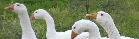 toskanische spezialitäten