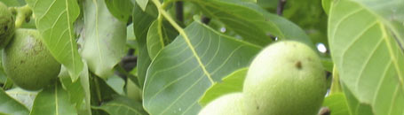 toskanische spezialitäten