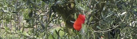 toskanische spezialitäten