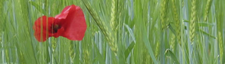 toskanische spezialitäten