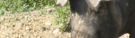 toskanische spezialitäten